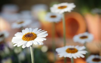 Le top 10 des initiatives positives saluées par l’équipe Bélice